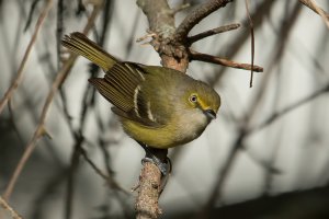 White-eyed Vireo (adult-spring) 103.jpg