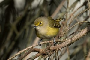 White-eyed Vireo (adult-spring) 104.jpg