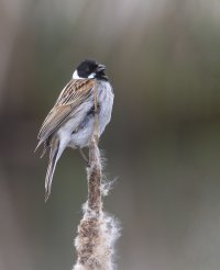 Reed Bunting..LP.7:5:22.jpg