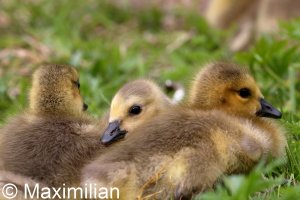 Canada_gosling_2022_02.JPG