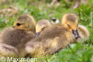 Canada_gosling_2022_03.JPG