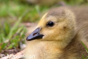 Canada_gosling_2022_04.JPG