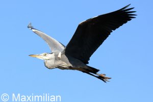 heron_BIF22.JPG