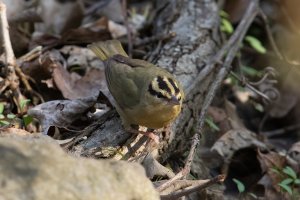 Worm-eating Warbler (spring) 110.jpg