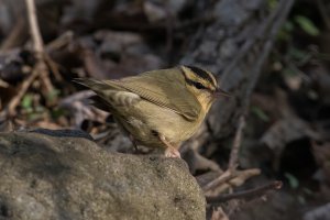 Worm-eating Warbler (spring) 111.jpg