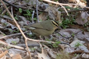 Worm-eating Warbler (spring) 112.jpg