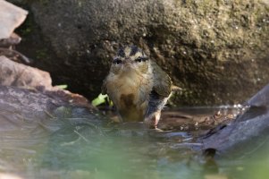 Worm-eating Warbler (spring) 116.jpg