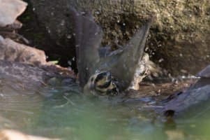 Worm-eating Warbler (spring) 117.jpg