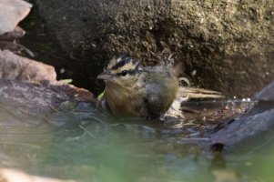 Worm-eating Warbler (spring) 118.jpg