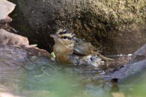 Worm-eating Warbler (spring) 120.jpg