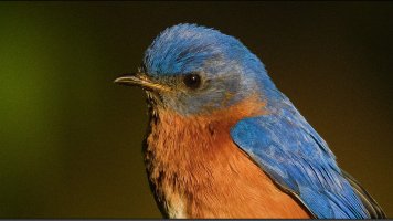 100% crop 800mm PF.jpg