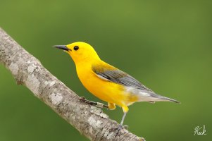 Prothonotary Warbler TX Collin Heard May 2022 215D2881_LR_2048.jpg