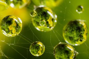 Micro-Cosmos.jpg Micro-Cosmos.jpg