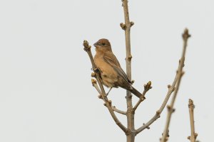 Blue Grosbeak (female-spring) 101.jpg