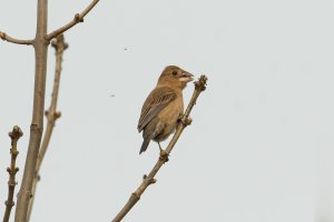Blue Grosbeak (female-spring) 102.jpg