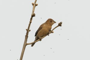 Blue Grosbeak (female-spring) 103.jpg