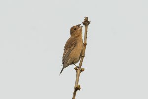 Blue Grosbeak (female-spring) 104.jpg