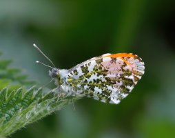 309A6273-DxO_Orange_tip_butterfly-lssm.jpg