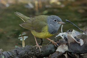 Connecticut Warbler (male-spring) 113 1.jpg