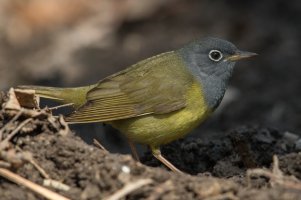 Connecticut Warbler (male-spring) 114.jpg