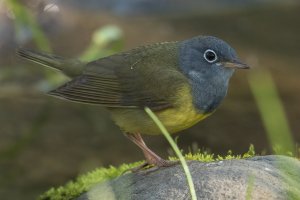 Connecticut Warbler (male-spring) 115.jpg