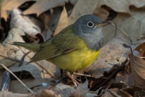 Connecticut Warbler (male-spring) 116.jpg