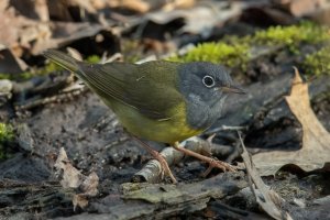 Connecticut Warbler (male-spring) 124.jpg