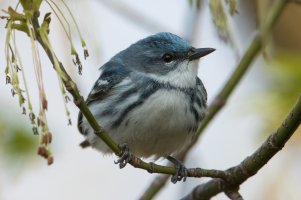 Cerulean Warbler (male-spring) 119.jpg