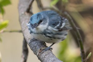 Cerulean Warbler (male-spring) 121.jpg