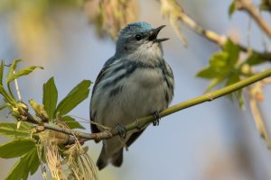 Cerulean Warbler (male-spring) 122.jpg