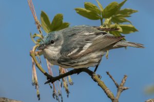 Cerulean Warbler (male-spring) 125.jpg