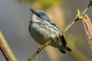 Cerulean Warbler (male-spring) 127.jpg