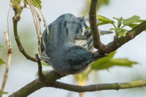 Cerulean Warbler (male-spring) 130.jpg