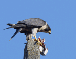 Peregrine_Eating_Pigeon.gif