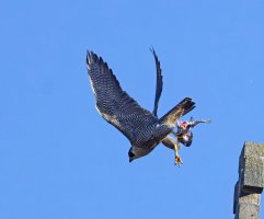 309A6946-DxO_Peregrine_flying_with_pigeon_0.5-SH2_00x.jpg