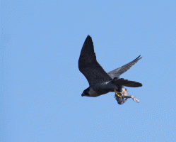 Peregrine_flying_with_pigeon.gif