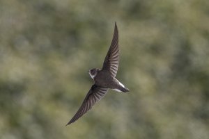 Sandmartin-8.jpg