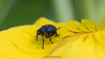 rf100punctum album.jpg