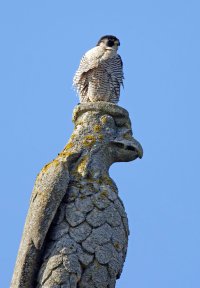 309A6765-DxO_Peregrine_falcon_on_St_Johns_Eagle_St_Botolphs.jpg