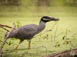Yellow-crowned Night Heron TX Collin Heard May 2022 215D3175_LR_2048.jpg