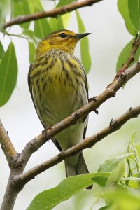 CapeMayWarbler_f_1351.JPG