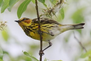 CapeMayWarbler_m_1463.JPG