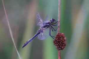 20210807 0626 32 Nederland Scheerwolde - Canon EOS R5 - EF180mm f-3.5L Macro USM at 180 mm -_.jpeg 20210807 0626 32 Nederland Scheerwolde - Canon EOS R5 - EF180mm f-3.5L Macro USM at 180 mm -_.jpeg