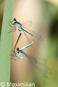 blue_tail_mating_2022_01.JPG