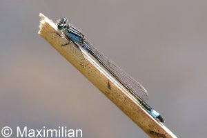 Blue_tailed_damselfly_2022_05.JPG