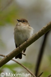 pied_flycatcher_01.JPG