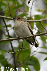 pied_flycatcher_02.JPG
