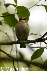 pied_flycatcher_03.JPG