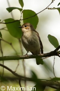 pied_flycatcher_04.JPG