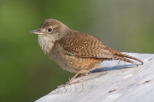 HouseWren_0718.JPG